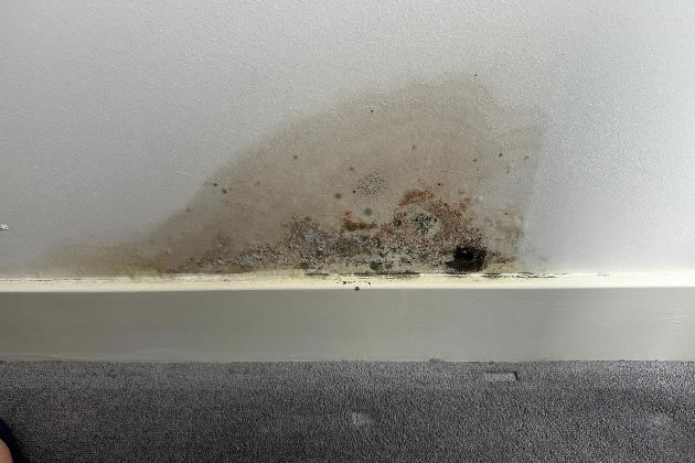 Mould at a flat in Doniford House