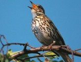 RSPB Big Garden Bird Watch