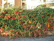 Berries at Carrarra Wharf