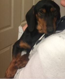 Boris Dachshund missing in Fulham