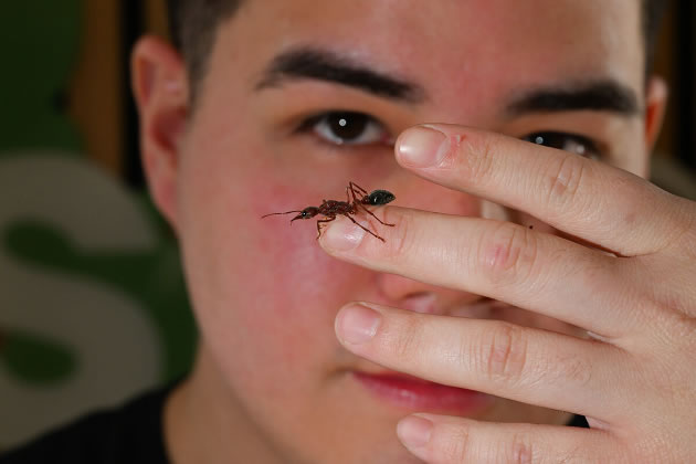 Cesar Wang with Australian bulldog ant walking on his hand 