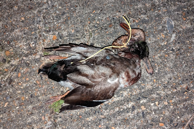 The two dead birds were tethered with yellow wire 