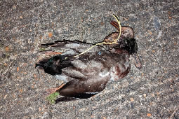 Dead Ducks Found Tied Together in Fulham Alleyway