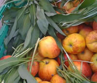 New farmers' market in Fulham