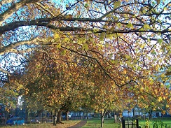 Autumn in Fulham