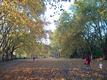 Autumn in Fulham