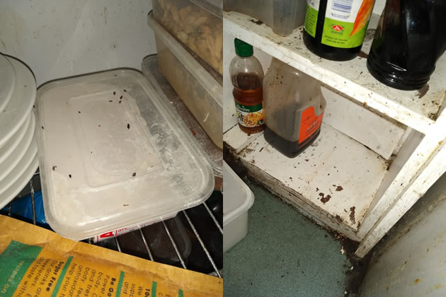 Mouse droppings in food storage areas at Manuka Kitchen