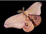 National Moth Day