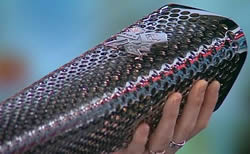 Paralympic Torch visits Fulham