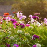 Talk on awakening your garden in spring at Fulham Palace