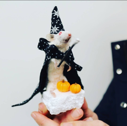 Beginner Taxidermy Classes - Small Groups, Local and Fun