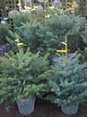 Christmas trees at Fulham Palace Garden Centre