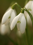 Snowdrops