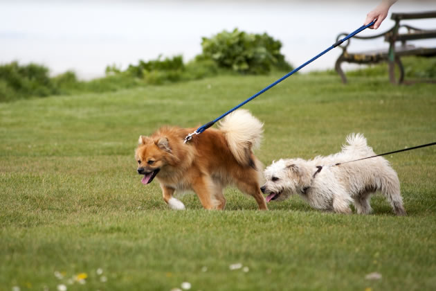Keeping dogs on leads can cause behavioural issues