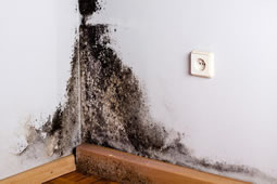 Council Ranked Worst in the Country for Dealing With Damp and Mould