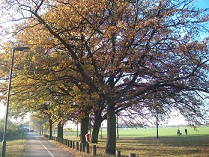 Autumn in Shepherds Bush