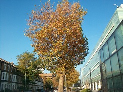 Autumn outside Westfield